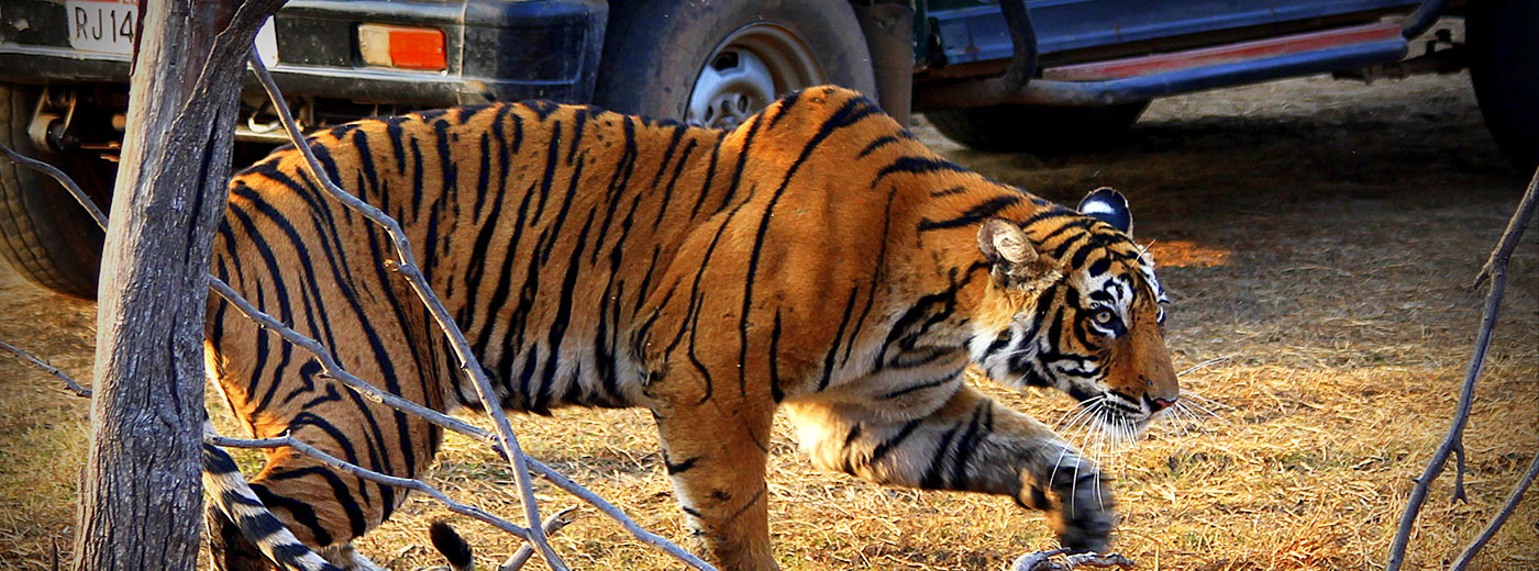 Ranthambhore National Park