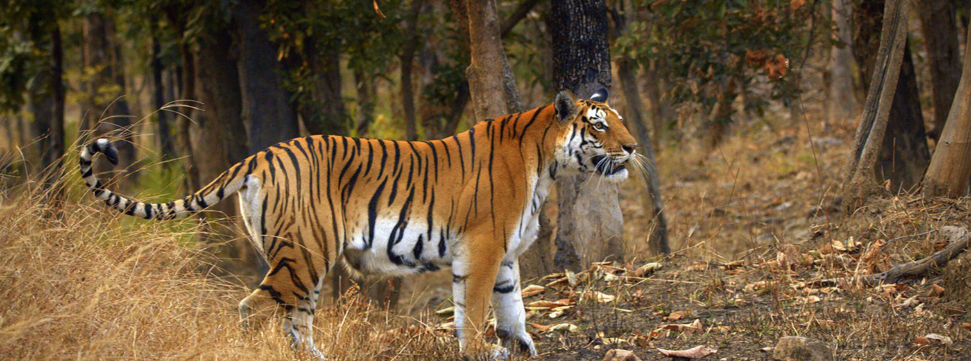 Pench Tiger reserve