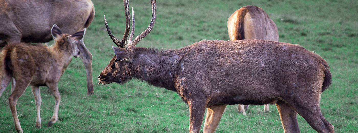 Satpura national Park