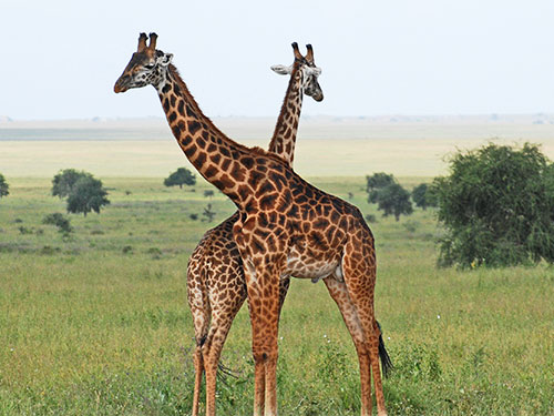 Serengeti